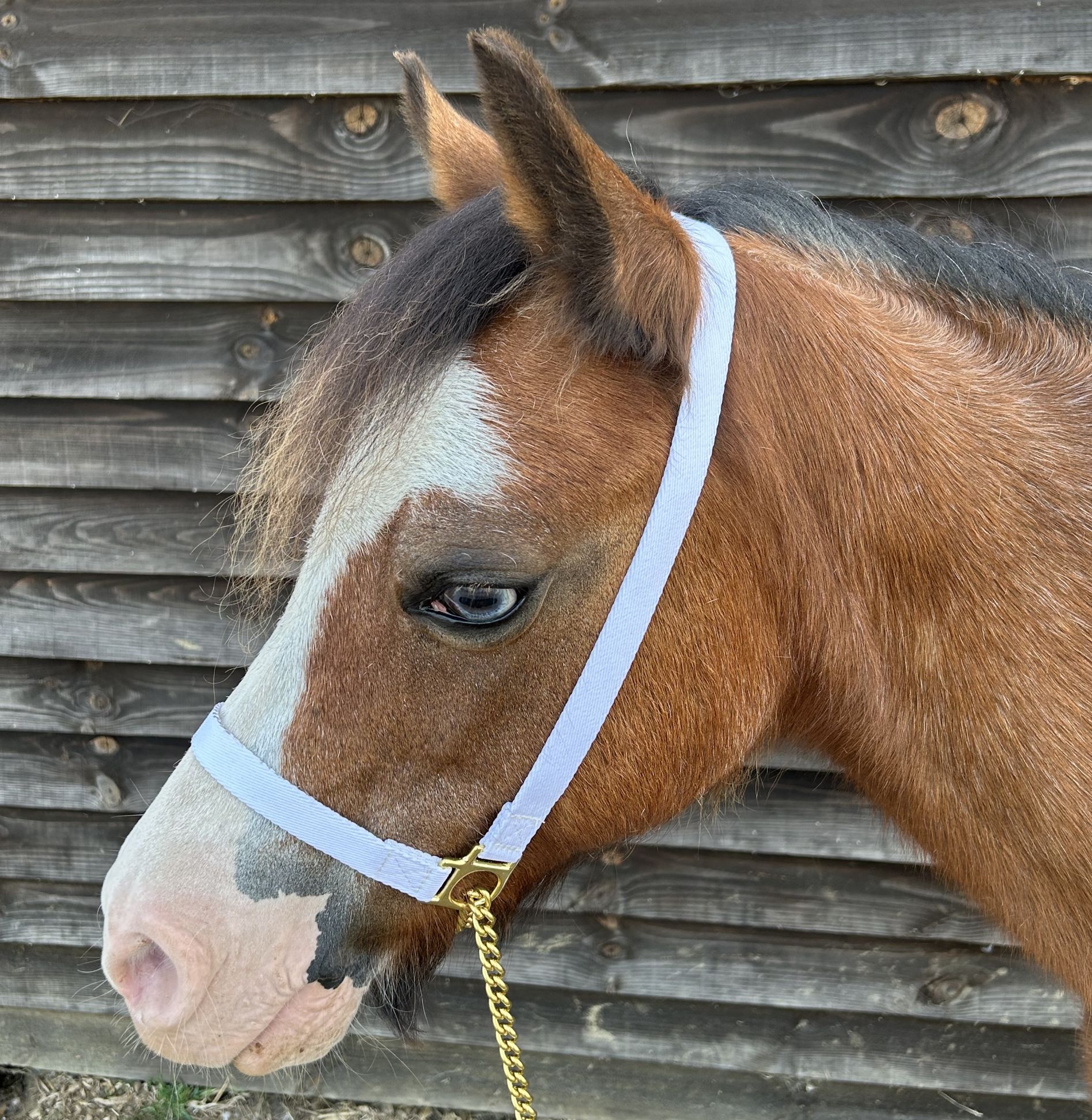 Licol D'Exposition Arabe/Poney - Taille Yearling/2 Ans - Design Unique (Beige)