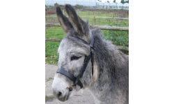 9_bridlessaddles_1622467508