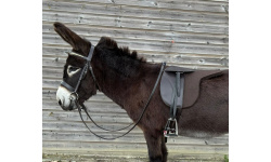 felt_saddle_daz1crxrscr
