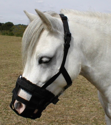 muzzle grazing dinky classic