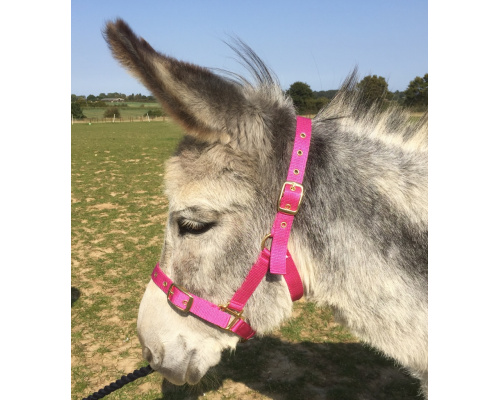 dhdonhea_ce2_914x1024