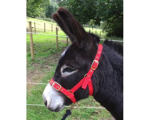 dhdonhea_rd1_828x1024