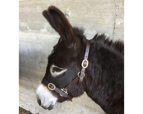 dlsellhc_l_donkey_daz_944x1024