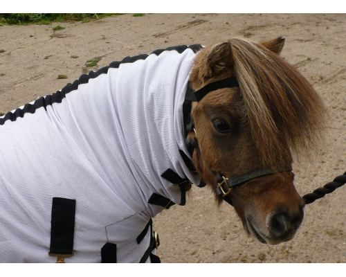 drclanms_dinky4_1024x741