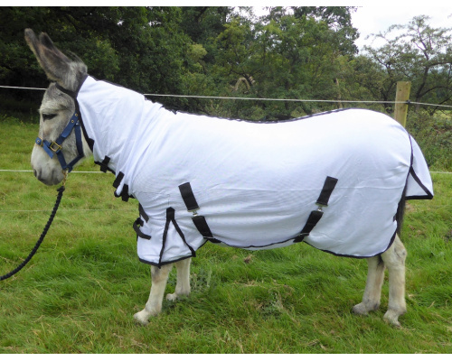 drclanms_donk_1024x790