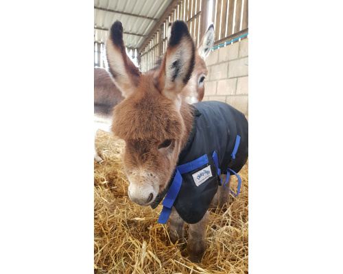 drclfoto_donkey1