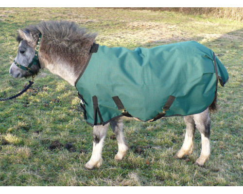 drclxdlw_foal_-_copy_878641800