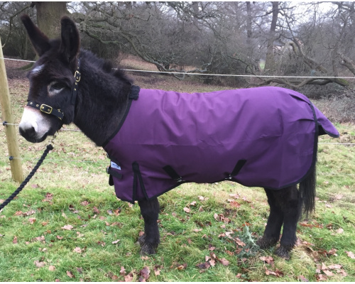 drclxdlw_plum1024x809_1576213891