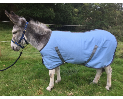 drcustss_donkey_1024x771